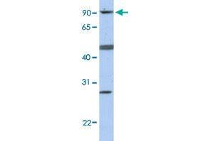 Western Blot analysis of MCF7 cell lysate with CENPI polyclonal antibody  at 0. (CENPI 抗体  (N-Term))