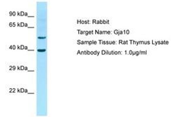 GJa10 抗体  (AA 251-300)