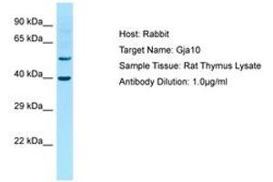 Image no. 1 for anti-Gap Junction Protein, alpha 10, 62kDa (GJa10) (AA 251-300) antibody (ABIN6749843) (GJa10 抗体  (AA 251-300))