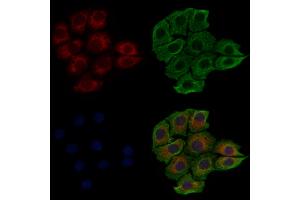 ABIN6257472 and ABIN6274755 staining HepG2 cells by IF/ICC. (RPS3 抗体  (Internal Region))