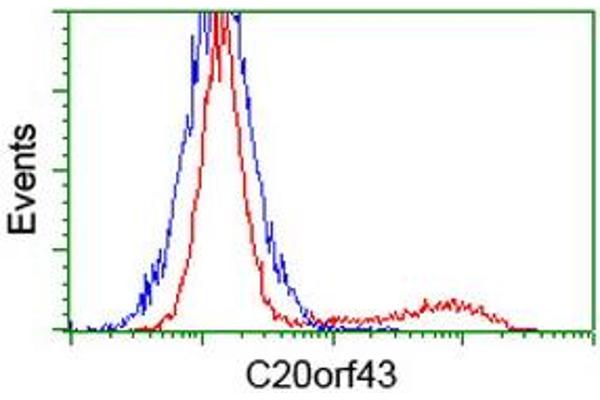 C20orf43 抗体