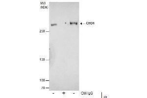 IP Image Immunoprecipitation of CHD4 protein from 293T whole cell extracts using 5 μg of CHD4 antibody, Western blot analysis was performed using CHD4 antibody, EasyBlot anti-Rabbit IgG  was used as a secondary reagent. (CHD4 抗体  (N-Term))