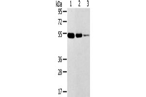 Western Blotting (WB) image for anti-Transmembrane Protease, Serine 11F (TMPRSS11F) antibody (ABIN2427421) (TMPRSS11F 抗体)