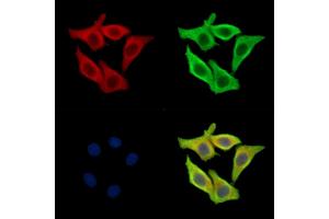 ABIN7095030 and ABIN7099086 staining Hela cells by IF/ICC. (TMEM199 抗体)