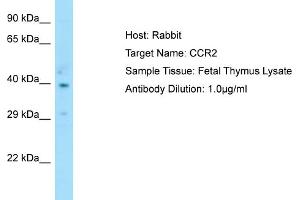 Host: RabbitTarget Name: CCR2Antibody Dilution: 1.