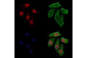 ABIN7094292 and ABIN7098339 staining HepG2 cells by IF/ICC. (HTATSF1 抗体  (C-Term))