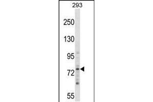 Western blot analysis in 293 cell line lysates (35ug/lane). (ZNF81 抗体  (N-Term))