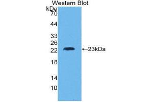 Western Blotting (WB) image for anti-Lymphotoxin-alpha (LTA) (AA 36-205) antibody (ABIN1860797) (LTA 抗体  (AA 36-205))