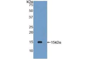 Western blot analysis of recombinant Mouse PLA2G2D. (PLA2G2D 抗体  (AA 21-144))