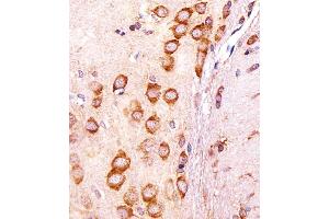 anti-Cell Growth Regulator with EF-Hand Domain 1 (CGREF1) (AA 220-248), (C-Term) antibody