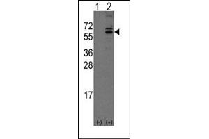 Image no. 1 for anti-Olfactomedin 1 (OLFM1) (C-Term) antibody (ABIN357854) (Olfactomedin 1 抗体  (C-Term))