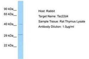 Image no. 1 for anti-TSC22 Domain Family, Member 4 (TSC22D4) (AA 31-80) antibody (ABIN6749806) (TSC22D4 抗体  (AA 31-80))