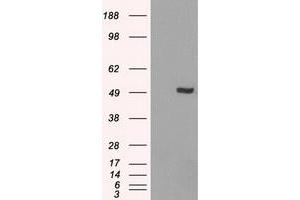 Image no. 4 for anti-Interferon Regulatory Factor 3 (IRF3) antibody (ABIN1498899) (IRF3 抗体)