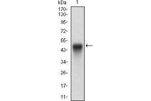 Western Blotting (WB) image for anti-Protein tyrosine Phosphatase, Non-Receptor Type 1 (PTPN1) (AA 40-246) antibody (ABIN5542667)