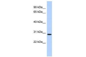 SERTAD2 antibody used at 0.