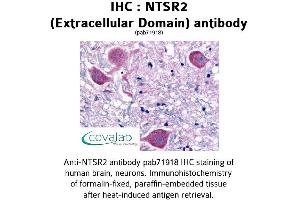 Image no. 1 for anti-Neurotensin Receptor 2 (NTSR2) (3rd Extracellular Domain) antibody (ABIN1737569) (NTSR2 抗体  (3rd Extracellular Domain))