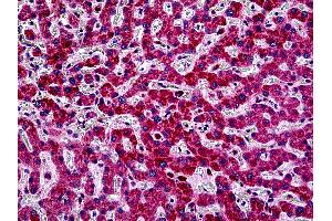 Anti-PIK3CA antibody IHC of human liver. (PIK3CA 抗体  (Internal Region))