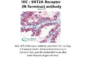 Image no. 1 for anti-5-Hydroxytryptamine (serotonin) Receptor 2A (HTR2A) (N-Term) antibody (ABIN1731362) (HTR2A 抗体  (N-Term))