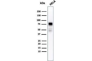 Western blot analysis of HeLa cell lysate using CD44 Recombinant Mouse Monoclonal Antibody (rHCAM/918). (Recombinant CD44 抗体)
