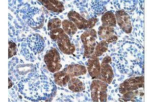 Image no. 1 for anti-Dopa Decarboxylase (Aromatic L-Amino Acid Decarboxylase) (DDC) (N-Term) antibody (ABIN203356) (DDC 抗体  (N-Term))