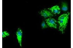 Immunofluorescence (IF) image for anti-Isocitrate Dehydrogenase 3 (NAD+) alpha (IDH3A) antibody (ABIN2723867)
