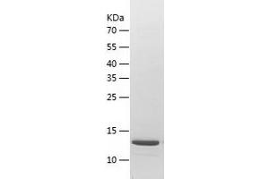Western Blotting (WB) image for Basic Leucine Zipper Transcriptional Factor ATF-Like 3 (BATF3) (AA 1-127) protein (His tag) (ABIN7121977) (BATF3 Protein (AA 1-127) (His tag))