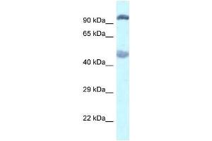 Western Blot showing Egln2 antibody used at a concentration of 1. (PHD1 抗体  (C-Term))