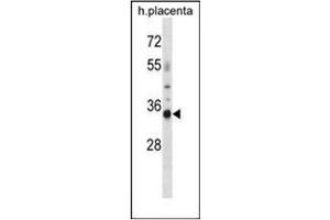 Western blot analysis of OR4K13 Antibody (N-term) in human placenta tissue lysates (35ug/lane). (OR4K13 抗体  (N-Term))