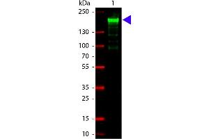 Fluorescene Western (FW) image for anti-alpha-2-Macroglobulin (A2M) antibody (ABIN103762) (alpha 2 Macroglobulin 抗体)