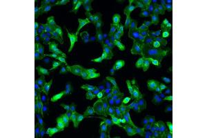 Immunofluorescence (IF) image for anti-GDNF Family Receptor alpha 4 (GFRA4) antibody (ABIN1450233) (GFRA4 抗体)