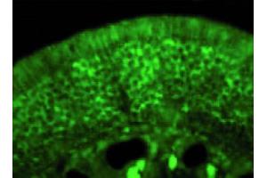 Image no. 4 for anti-Collapsing-Response Mediator Protein 2 (CRMP-2) (C-Term) antibody (ABIN347037) (Collapsing-Response Mediator Protein 2 (CRMP-2) (C-Term) 抗体)