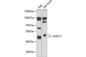 Western blot analysis of extracts of various cell lines, using CHST11 antibody (ABIN6131575, ABIN6138607, ABIN6138608 and ABIN6217837) at 1:3000 dilution. (CHST11 抗体  (AA 38-352))