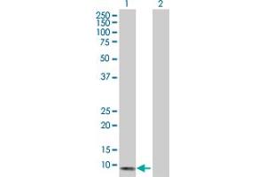 Western Blot analysis of CXCL13 expression in transfected 293T cell line by CXCL13 MaxPab polyclonal antibody. (CXCL13 抗体  (AA 1-109))