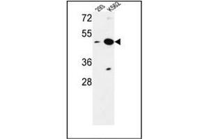 Western blot analysis of NUPL2 Antibody (N-term) in 293, K562 cell line lysates (35ug/lane).