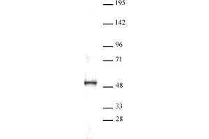 Western Blotting (WB) image for anti-Solute Carrier Family 7 (Cationic Amino Acid Transporter, Y+ System), Member 1 (SLC7A1) (C-Term) antibody (ABIN6971629)