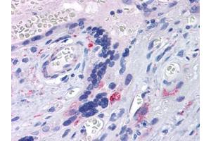 Human Placenta: Formalin-Fixed, Paraffin-Embedded (FFPE) (TLR7 抗体  (AA 900-950))
