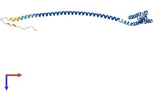 Coiled-Coil Domain Containing 127 (CCDC127) (AA 1-260) protein (His tag)