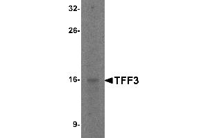 Western Blotting (WB) image for anti-Trefoil Factor 3 (Intestinal) (TFF3) (C-Term) antibody (ABIN1030732)