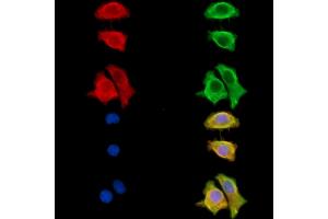 ABIN7095279 and ABIN7099336 staining HepG2 cells by IF/ICC.