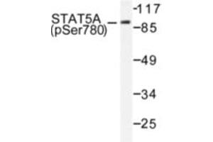 Image no. 1 for anti-Signal Transducer and Activator of Transcription 5A (STAT5A) (pSer780) antibody (ABIN318130) (STAT5A 抗体  (pSer780))