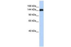 Image no. 1 for anti-Gse1 coiled-coil protein (GSE1) (AA 72-121) antibody (ABIN6741282) (GSE1/KIAA0182 抗体  (AA 72-121))