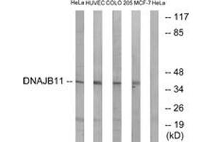 Western blot analysis of extracts from HeLa/HuvEc/COLO/MCF-7 cells, using DNAJB11 Antibody.