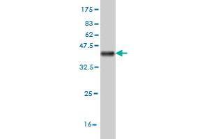 Western Blot detection against Immunogen (36. (DKK1 抗体  (AA 81-180))