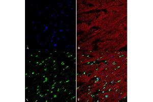 Immunohistochemistry analysis using Mouse Anti-Methylglyoxal Monoclonal Antibody, Clone 9E7 (ABIN5067390). (Methylglyoxal (MG) 抗体 (Biotin))