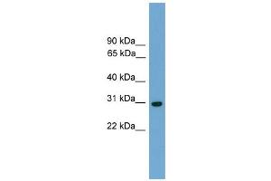 WB Suggested Anti-Tcea1 Antibody Titration:  0. (TCEA1 抗体  (N-Term))
