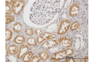 Immunoperoxidase of purified MaxPab antibody to PAH on formalin-fixed paraffin-embedded human kidney. (Phenylalanine Hydroxylase 抗体  (AA 1-452))
