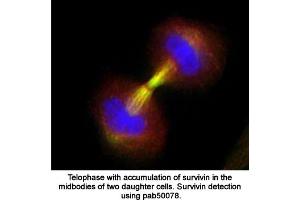 Image no. 1 for anti-Baculoviral IAP Repeat-Containing 5 (BIRC5) (full length) antibody (ABIN363387) (Survivin 抗体  (full length))
