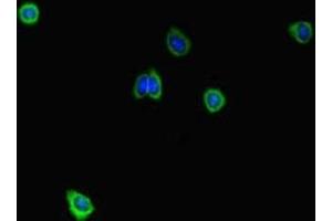 Immunofluorescent analysis of HepG2 cells using ABIN7168626 at dilution of 1:100 and Alexa Fluor 488-congugated AffiniPure Goat Anti-Rabbit IgG(H+L) (STIL 抗体  (AA 388-637))
