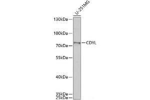 Western blot analysis of extracts of U-251MG cells using CDYL Polyclonal Antibody at dilution of 1:1000. (CDYL 抗体)