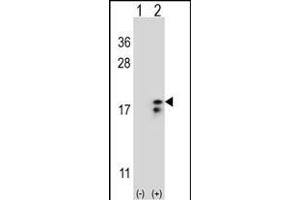 Western Blotting (WB) image for anti-Cytochrome C Oxidase Subunit VIa Polypeptide 1 (COX6A1) (AA 50-78) antibody (ABIN653100)